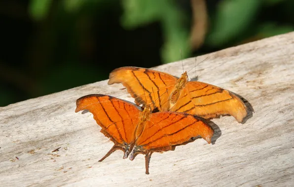 Butterfly, wings, beautiful, closeup