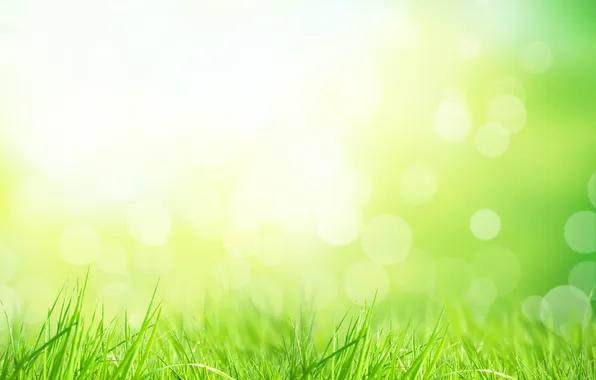 Picture nature, grass, weed, nature, the sun's rays, sun