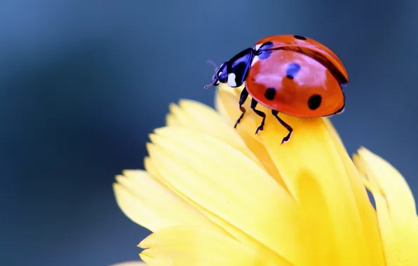 Flower, macro, ladybug, beetle, petals, insect