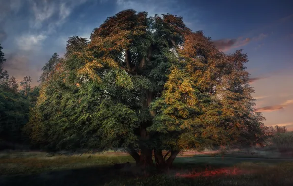 Picture autumn, trees, nature