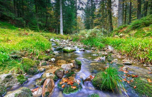 Picture trees, stones, France, river, mountain range, Lorraine, Lothringen, the Vosges