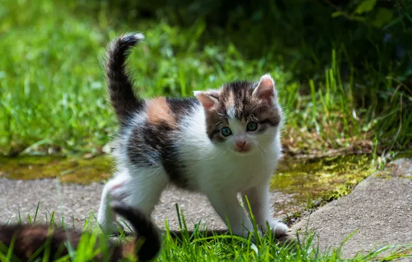 Cat, grass, look, nature, kitty, garden, baby, track