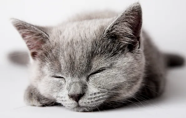 Cat, cat, kitty, grey, sleeping, kitten, cat