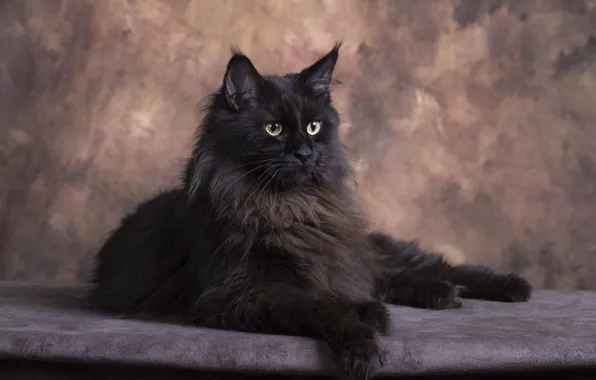 Cat, cat, look, pose, black, lies, face, Maine Coon