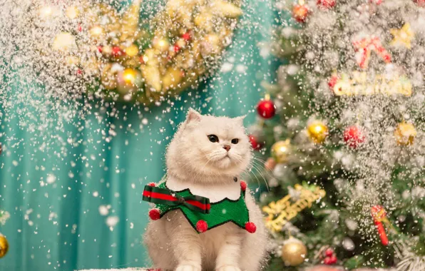 Cat, cat, look, snow, pose, Christmas, costume, collar