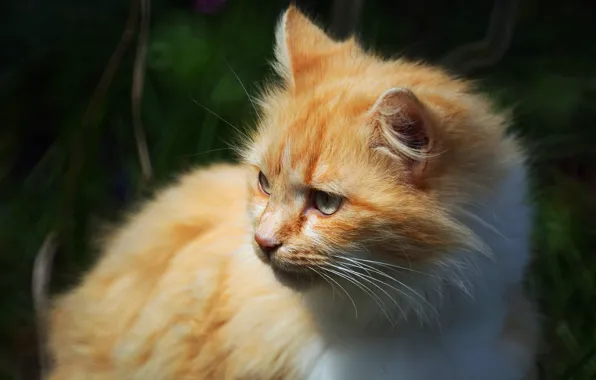 Picture cat, cat, look, face, background, portrait, red