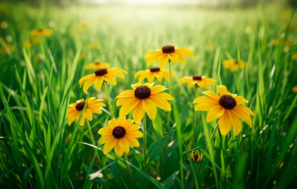 Grass, flowers, Wallpaper, meadow, wallpaper, grass, flowers, bokeh