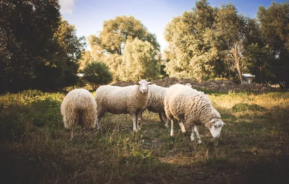 Animals, trees, sheep, wool, sheep