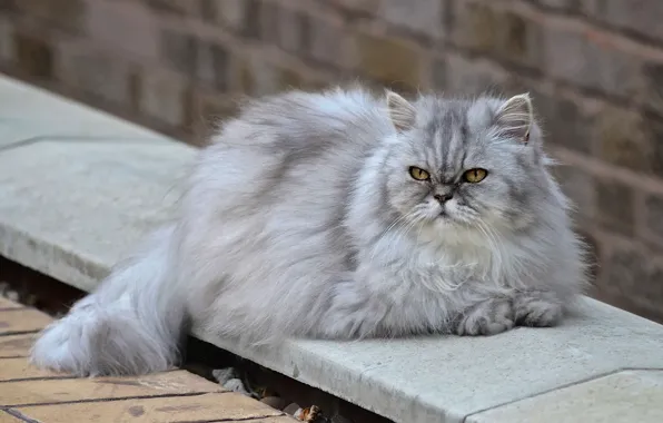 Picture cat, fluffy, Persian cat