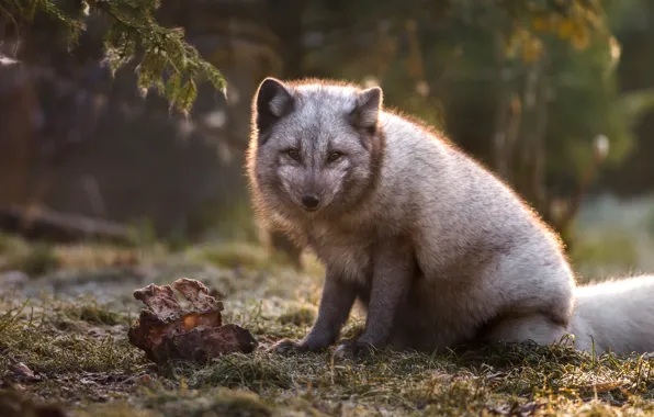 Look, branches, nature, grey, face, sitting, needles, Fox