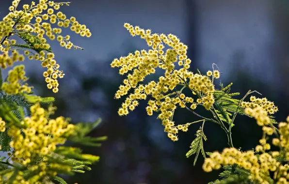 Branches, nature, spring, Mimosa