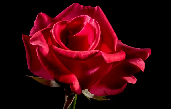 Picture background, rose, scarlet