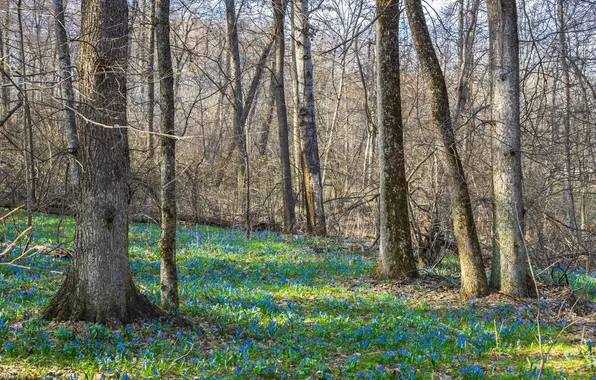 Forest, snowdrops, primrose, Scilla, Ruslan Vostrikov, Voronezh Nature Reserve