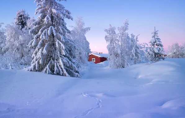 Winter, snow, trees, landscape, nature, house, ate, Sweden