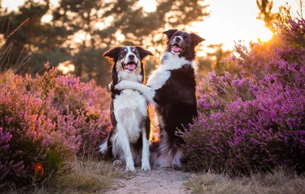 Forest, language, dogs, the sun, light, flowers, pose, Park
