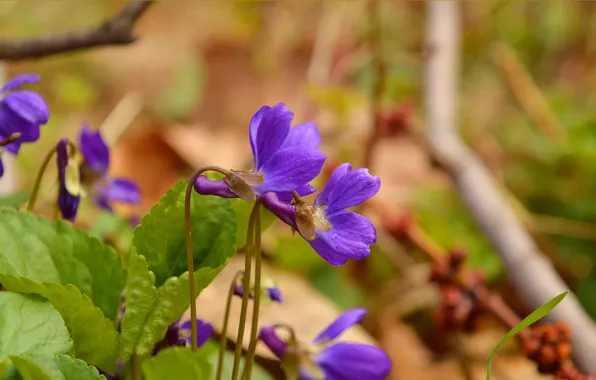 Picture Spring, Spring, Purple flowers, Purple flowers