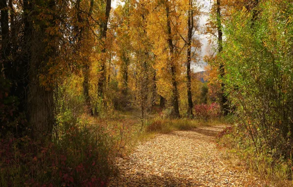 Picture road, autumn, forest, leaves, trees, Wyoming, USA, Grand Teton