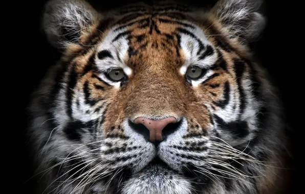 Face, tiger, beast