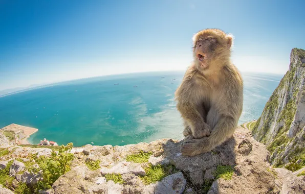 Sea, nature, mountain, Barbary Macaque