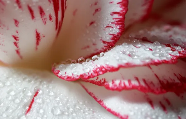 White, flower, red, droplets