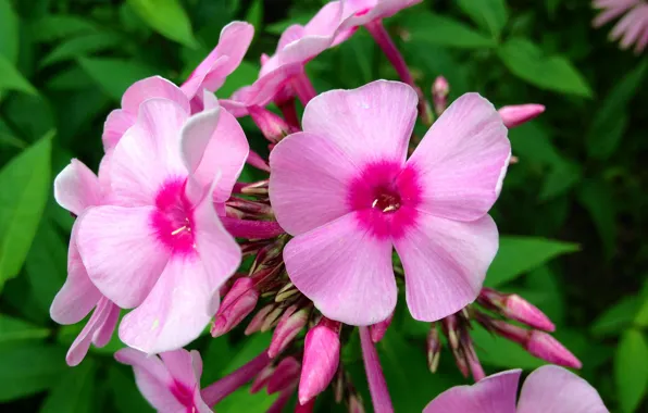 Flowers, garden, pink, Phlox
