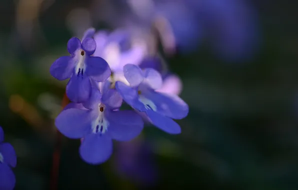 Macro, flowers, blue, focus, petals
