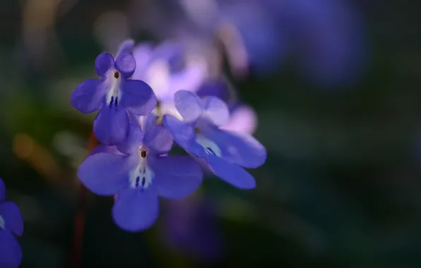 Macro, Flowers, focus, petals, blue