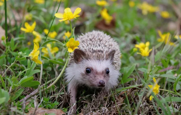 Summer, grass, look, flowers, nature, glade, yellow, hedgehog