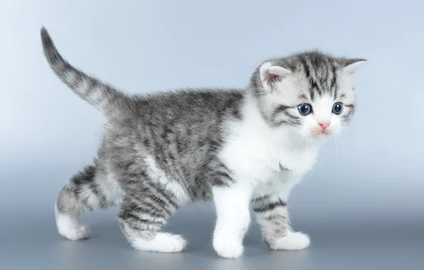 Picture sweetheart, baby, kitty