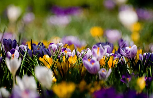 Flowers, glade, spring, yellow, purple, crocuses