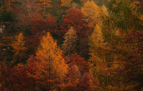 Picture larch, coniferous, yellow, red, slope, forest, bright, trees