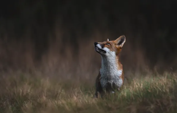 Picture grass, look, pose, the dark background, Fox, profile, looking up