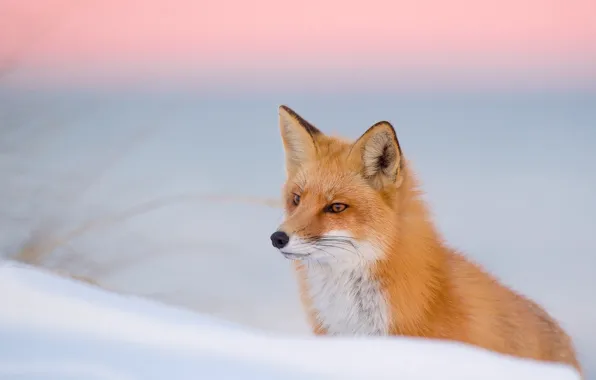 Winter, Fox, red