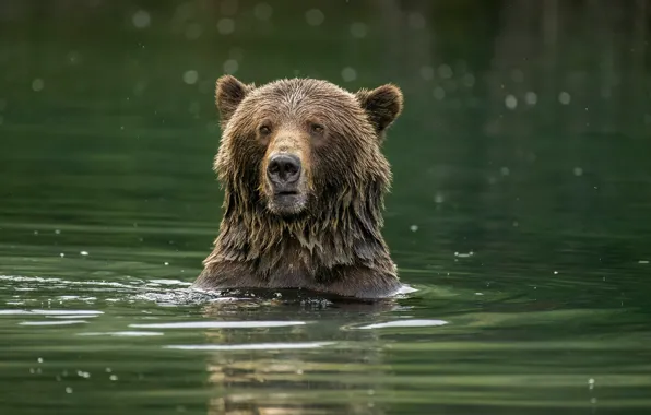 Face, nature, pose, bear, bathing, pond, brown