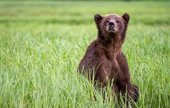 Picture grass, look, nature, pose, glade, bear, bear, sitting