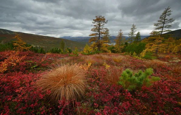 Picture autumn, forest, trees, hills, vegetation, autumn nature