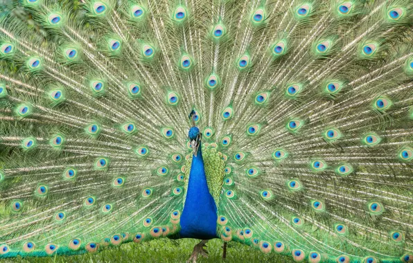 Bird, feathers, tail, peacock, color