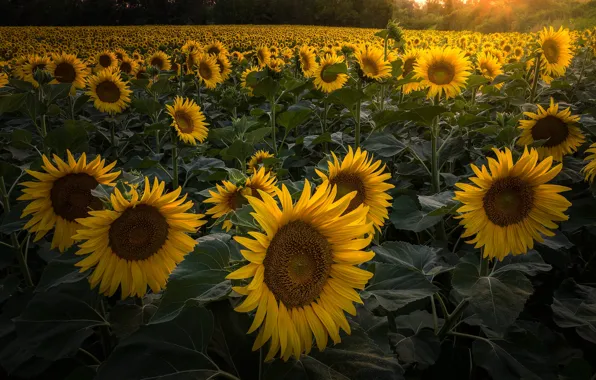 Picture summer, sunflowers, flowers, yellow, nature, a lot, sunflower, field of sunflowers