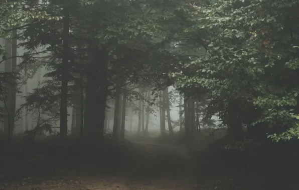 Picture road, forest, trees, nature, fog, Poland