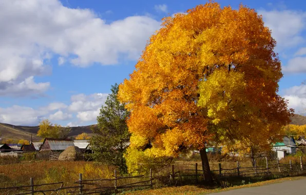Picture autumn, nature, tree, paint, village