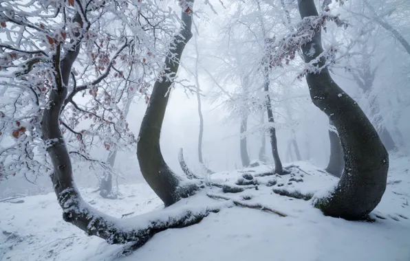 Winter, forest, snow, trees, nature
