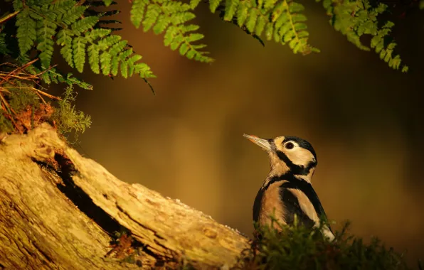 Picture nature, tree, bird, fern