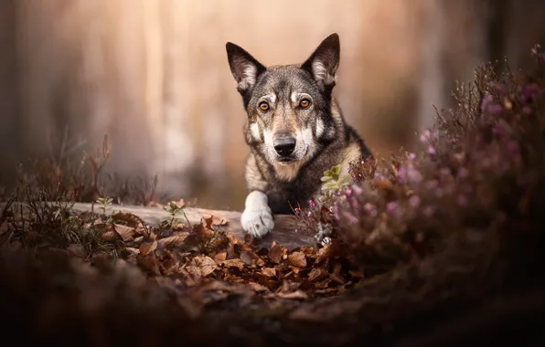 Picture look, face, dog, log, bokeh, fallen leaves