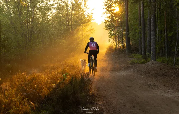 Forest, trees, dawn, dog, path, bike ride, White nights, Ilya Yufa