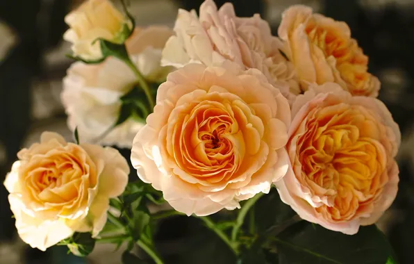 Roses, buds, yellow roses