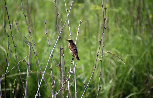 Picture summer, branches, animal, bird, small, the bushes