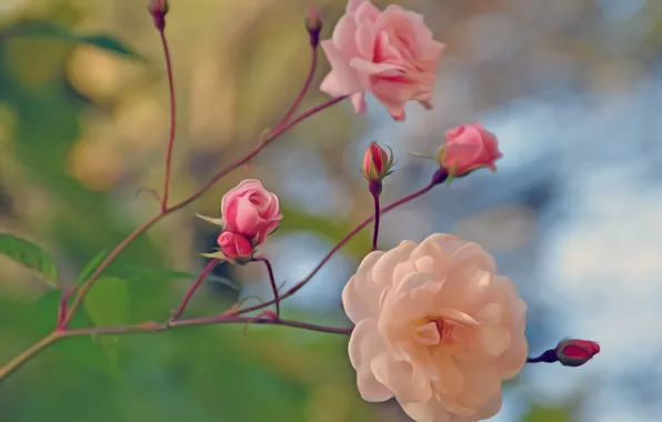 Flowers, holiday, roses, March 8, photos picture