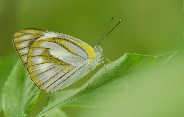 Picture sheet, butterfly, plant, wings, insect