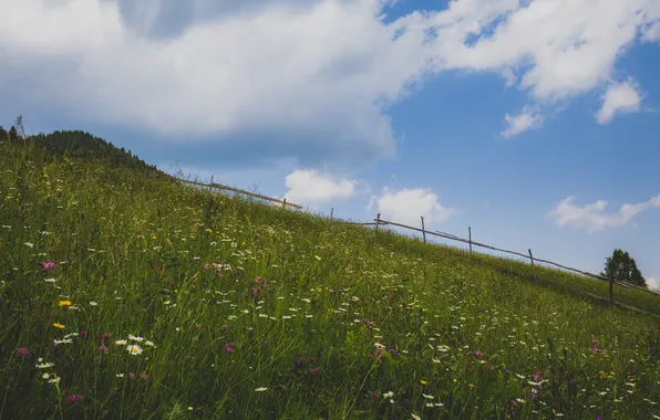 Picture field, the sky, grass, clouds, flowers, tree, the fence, hill