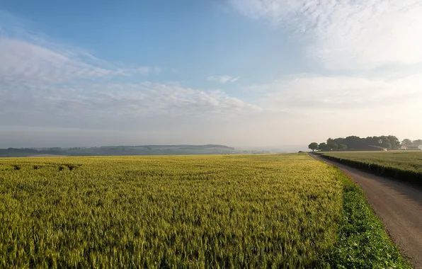 Road, field, landscape